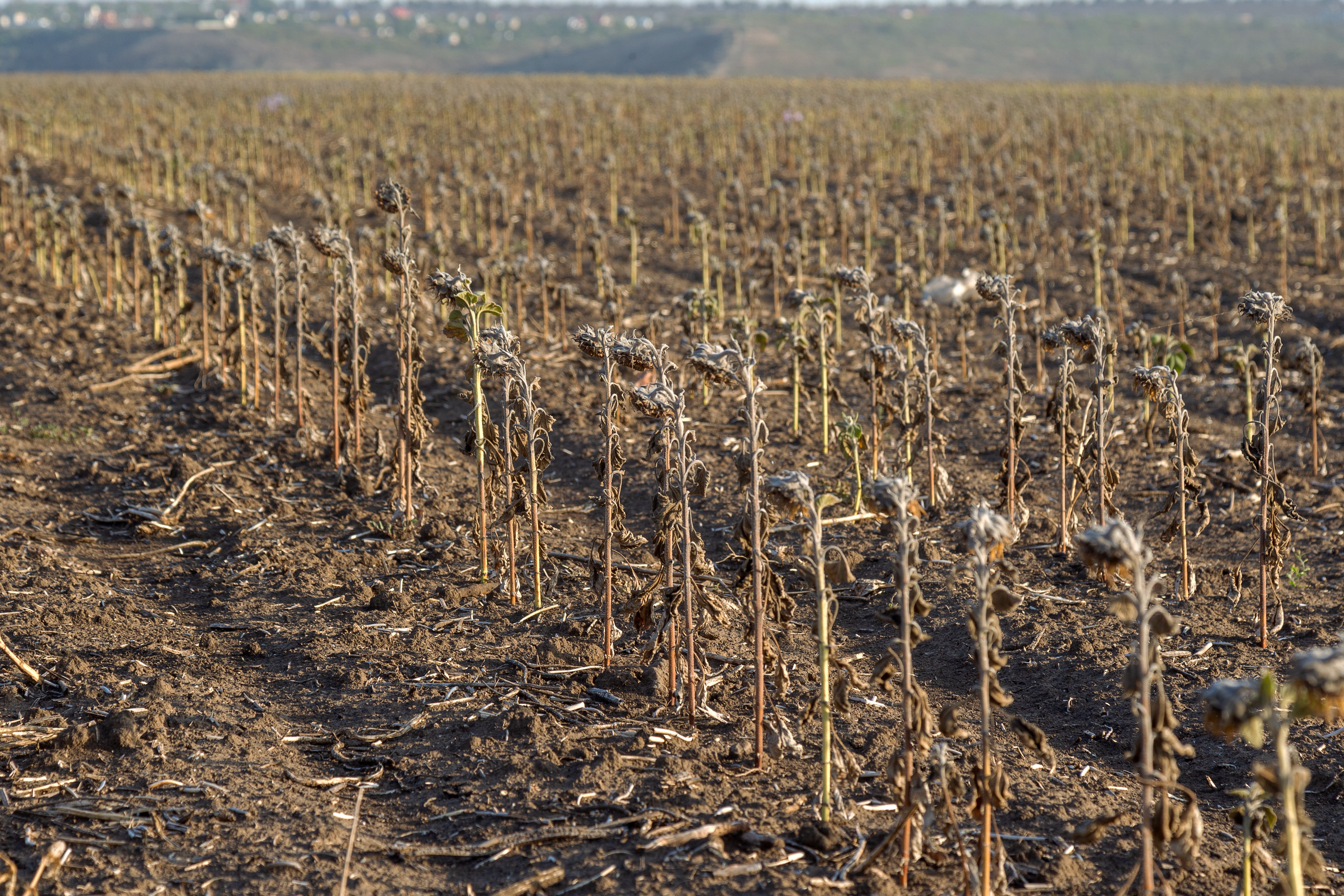 GHG Emissions - Farming - Soil - Carbon - Agriculture